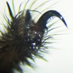 Cyrtaucheniidae: Myrmekiaphila; leg III tarsal claw; Dave P., Cresson, TX---2 Mar 2011