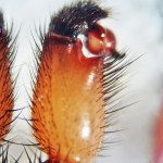 Cyrtaucheniidae: Myrmekiaphila; palp showing retrolateral distal flange; Dave P., Cresson, TX---2 Mar 2011