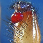 Cyrtaucheniidae: Myrmekiaphila; Prolateral palp; Dave P., Cresson TX---4 Mar 2011