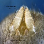 Cyrtaucheniidae: Myrmekiaphila; spinnerets, annotated; Dave P,; Cresson, TX---1 Mar 2011