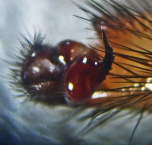 Cyrtaucheniidae: Myrmekiaphila; ventral cymbium and bulb; Dave P., Cresson, TX---3 Mar 2011