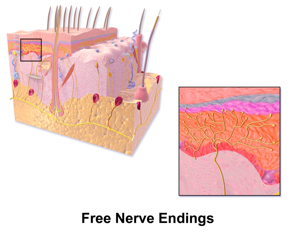 free nerve endings function