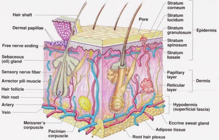 Skin Structure 